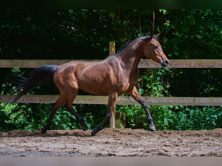 Arabian horses Mare 5 years 15 hh Brown in Reichshof