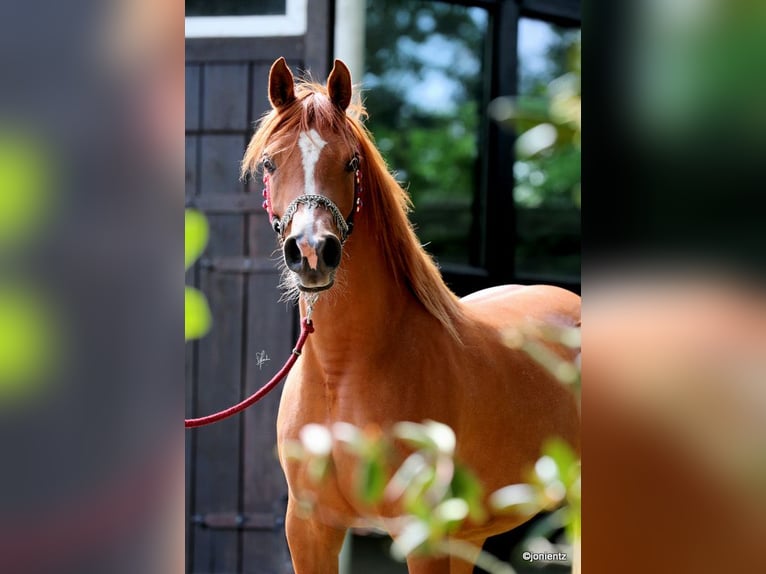 Arabian horses Mare 5 years 15 hh Chestnut-Red in Großenkneten Arabian horses Mare 5 years 15 hh Chestnut-Red in Großenkneten
