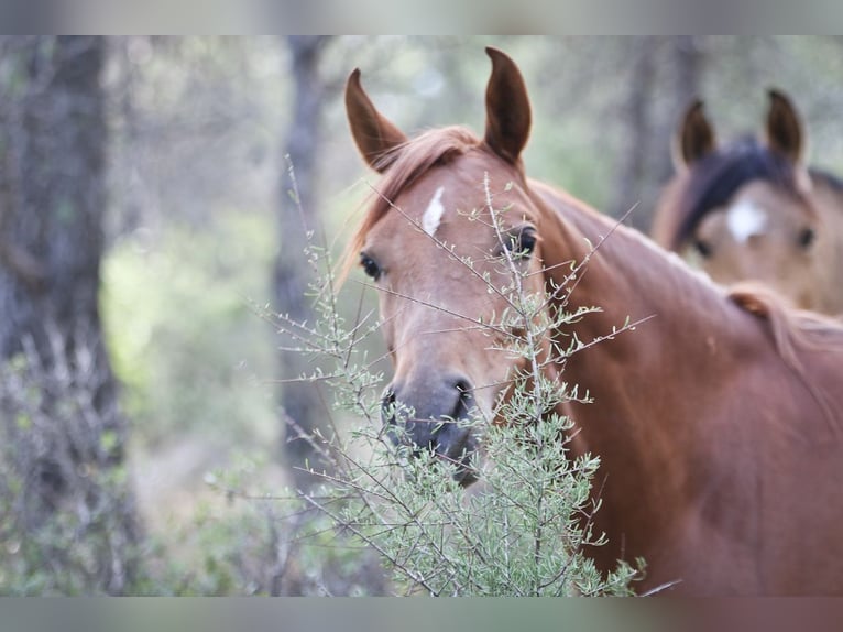 Arabian horses Mare 5 years 15 hh Chestnut-Red in Alcoi/Alcoy