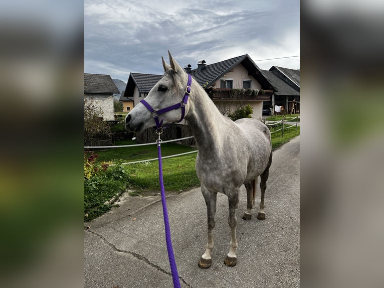 Arabian horses Mare 5 years 15 hh Gray-Dapple in Dvor