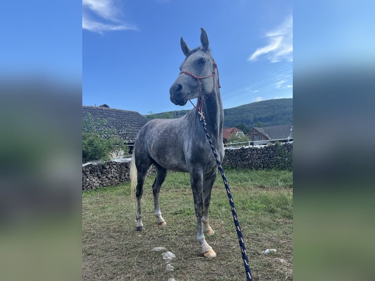 Arabian horses Mare 5 years 15 hh Gray-Dapple in Dvor