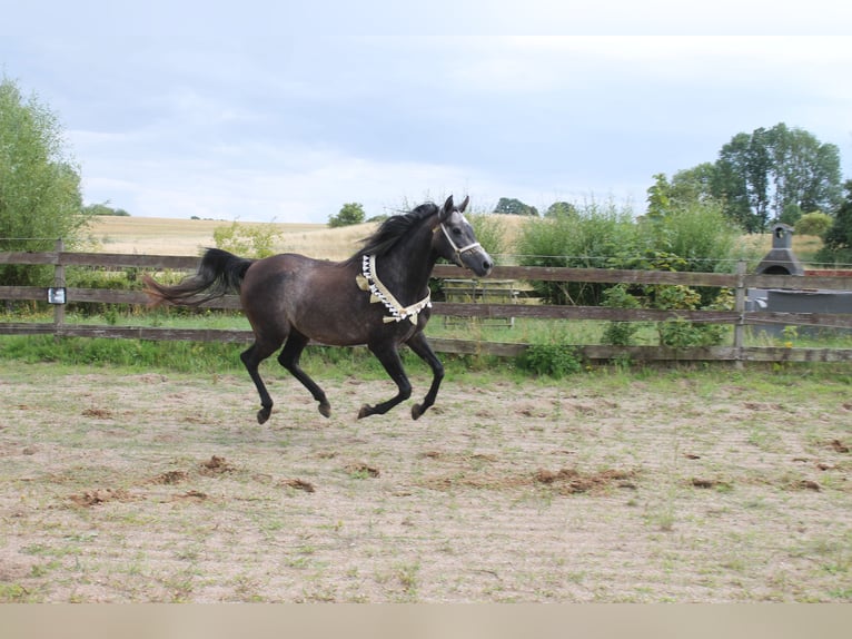 Arabian horses Mare 5 years 15 hh Grey-Dapple in Hohenkirchen / OT Manderow