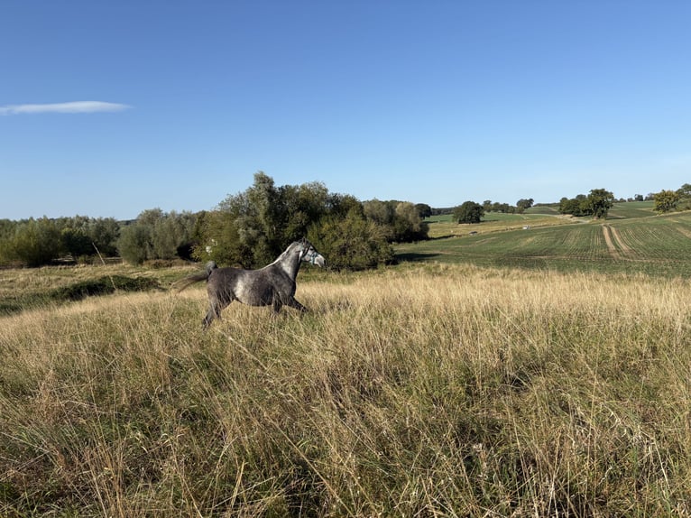 Arabian horses Mare 5 years 15 hh Grey-Dapple in Hohenkirchen / OT Manderow