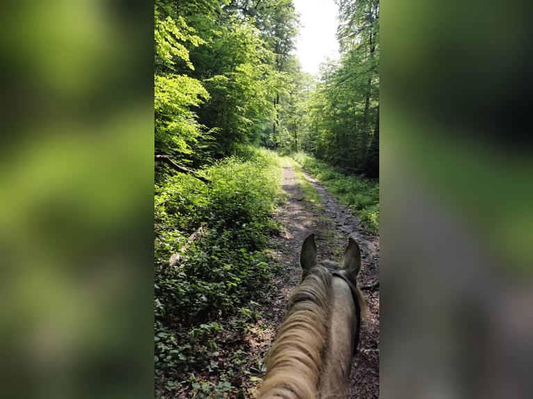 Arabian horses Mare 5 years 15,1 hh in Schotten