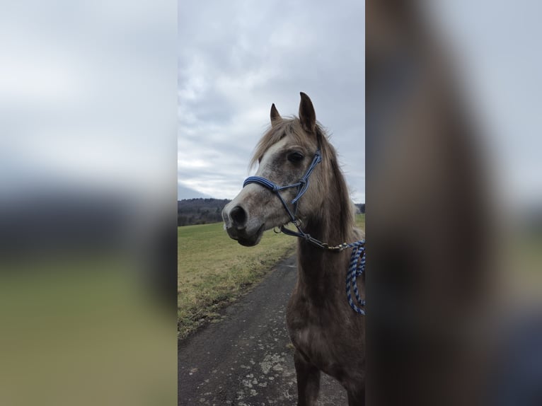 Arabian horses Mare 5 years 15,1 hh in Schotten