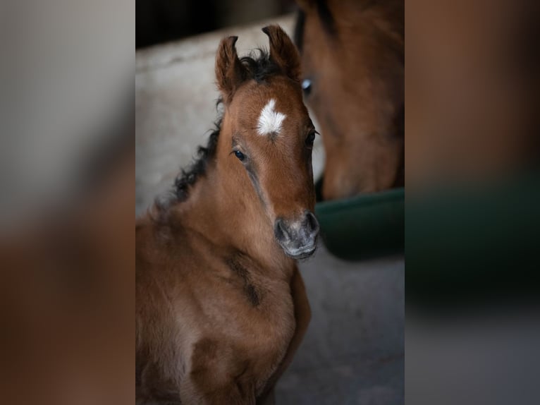 Arabian horses Mare 5 years 15,1 hh Brown in Gem&#xFC;nden (Felda)