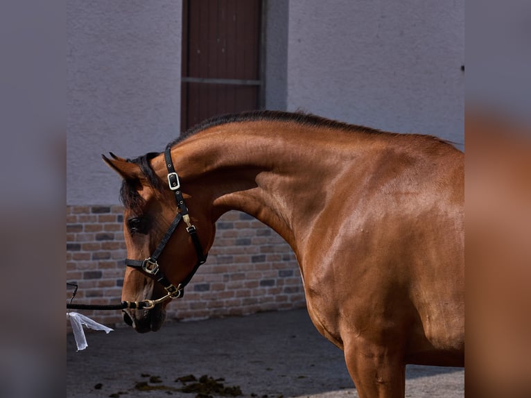 Arabian horses Mare 5 years 15,1 hh Brown in Gem&#xFC;nden (Felda)