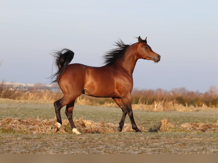 Arabian horses Mare 5 years 15,1 hh Gray in Nieuwkoop