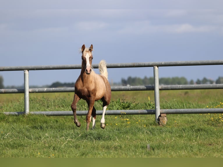 Arabian horses Mare 5 years 15,1 hh Gray in Nieuwkoop