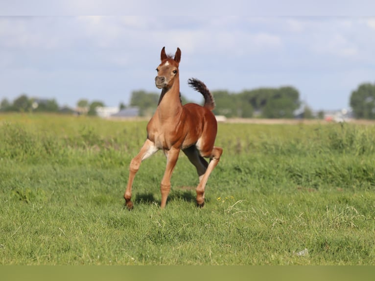 Arabian horses Mare 5 years 15,1 hh Gray in Nieuwkoop