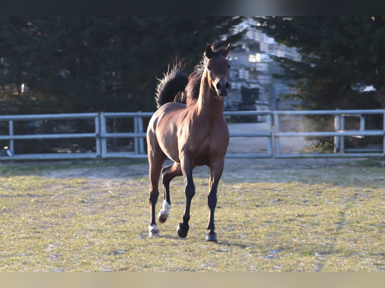 Arabian horses Mare 5 years 15,1 hh Gray in Nieuwkoop