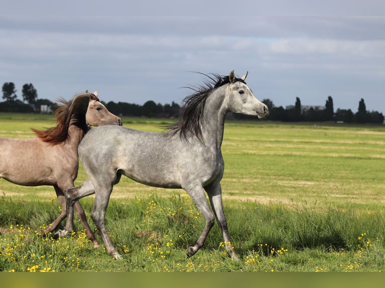 Arabian horses Mare 5 years 15,1 hh Gray in Nieuwkoop