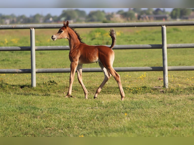 Arabian horses Mare 5 years 15,1 hh Gray in Nieuwkoop