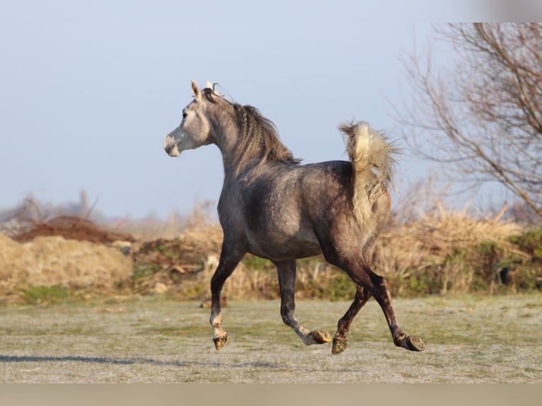 Arabian horses Mare 5 years 15,1 hh Gray in Nieuwkoop