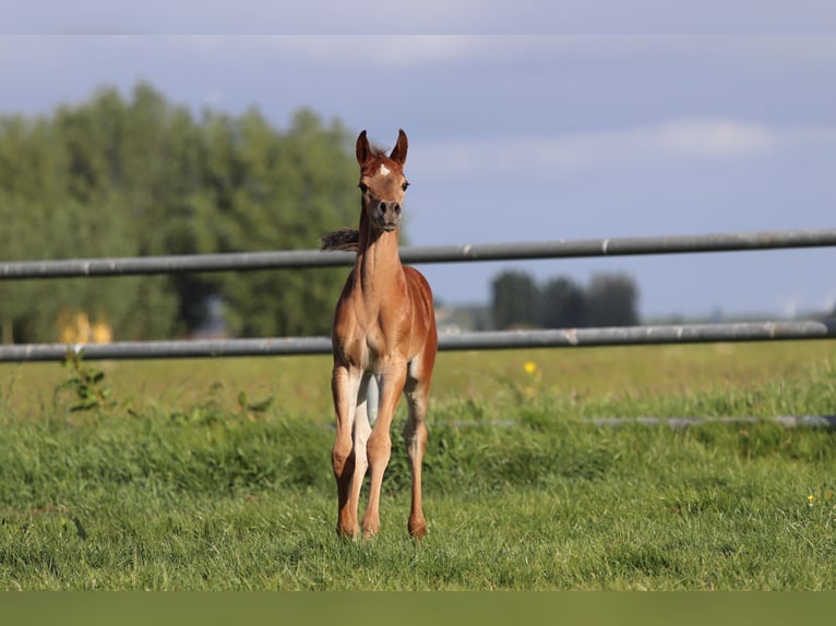Arabian horses Mare 5 years 15,1 hh Gray in Nieuwkoop