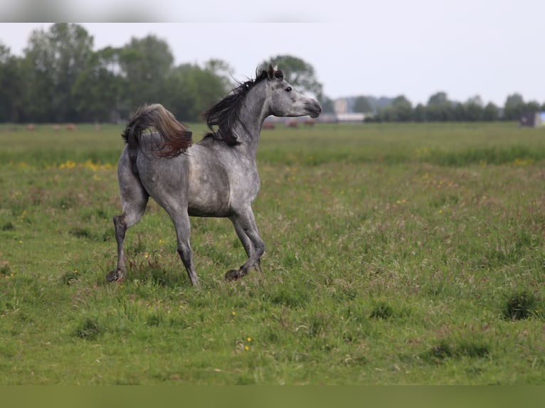 Arabian horses Mare 5 years 15,1 hh Gray in Nieuwkoop