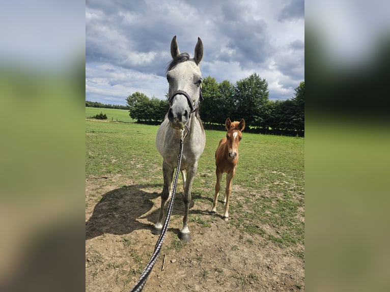 Arabian horses Mare 5 years 15,1 hh Grey-Blue-Tan in Simmerath