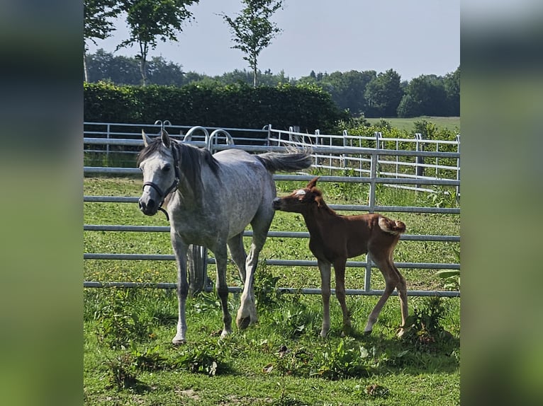 Arabian horses Mare 5 years 15,1 hh Grey-Blue-Tan in Simmerath