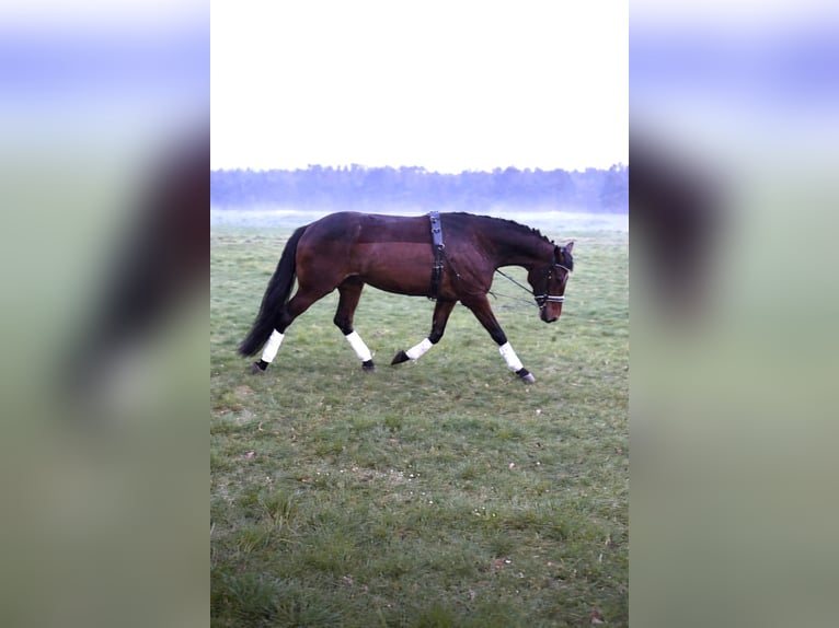 Arabian horses Mare 5 years 15,2 hh Brown in Mühlhausen