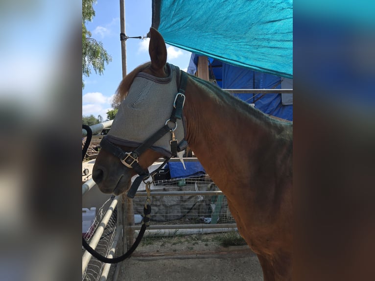Arabian horses Mare 5 years 16 hh Chestnut-Red in Vista, ca