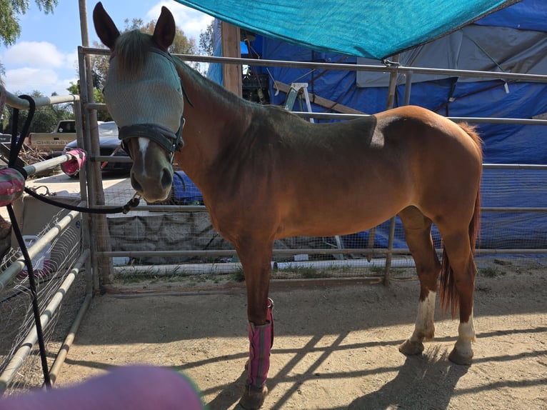 Arabian horses Mare 5 years 16 hh Chestnut-Red in Vista, ca