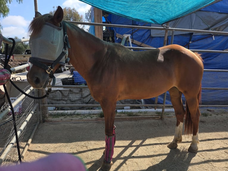 Arabian horses Mare 5 years 16 hh Chestnut-Red in Vista, ca