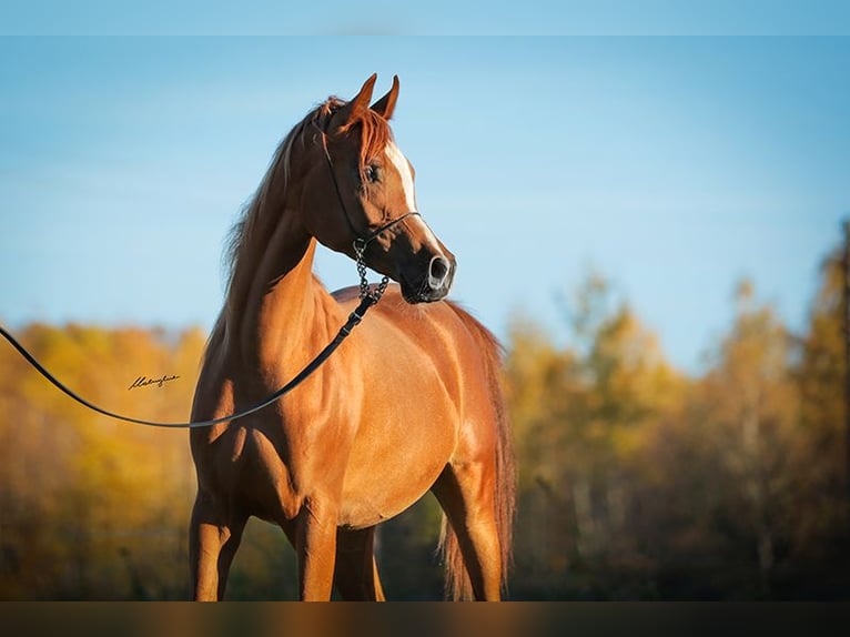 Arabian horses Mare 5 years Chestnut-Red in Strykow