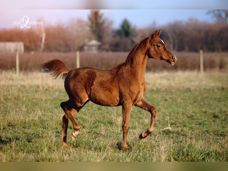 Arabian horses Mare 5 years Chestnut-Red in Strykow