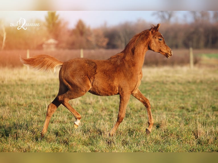 Arabian horses Mare 5 years Chestnut-Red in Strykow