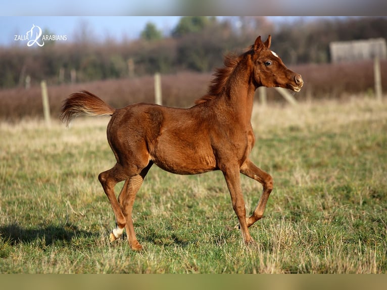 Arabian horses Mare 5 years Chestnut-Red in Strykow