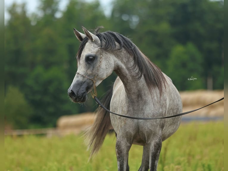 Arabian horses Mare 5 years Gray in JEZOW