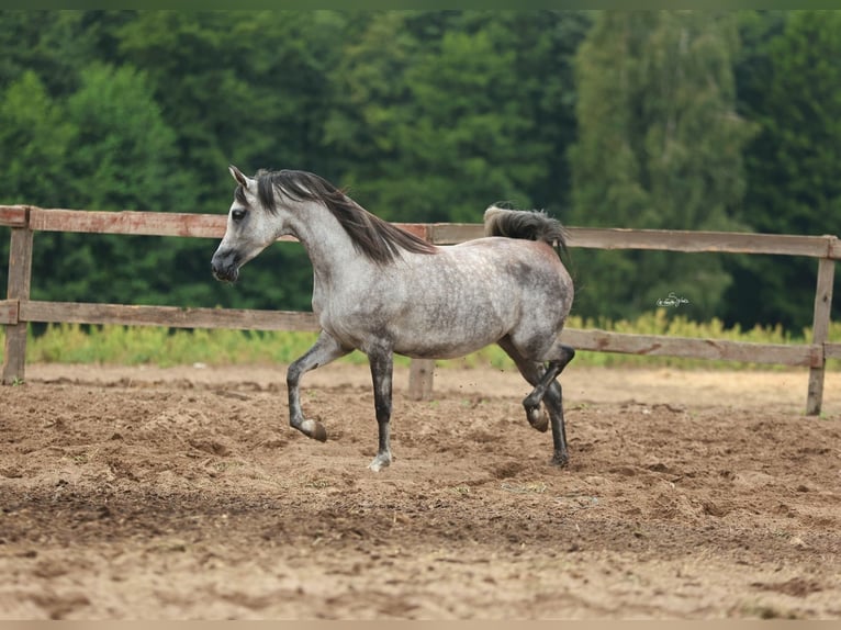 Arabian horses Mare 5 years Gray in JEZOW