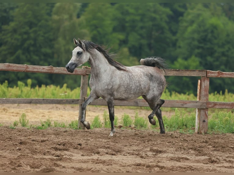 Arabian horses Mare 5 years Gray in JEZOW