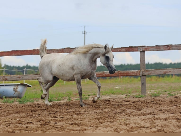 Arabian horses Mare 5 years Gray in JEZOW