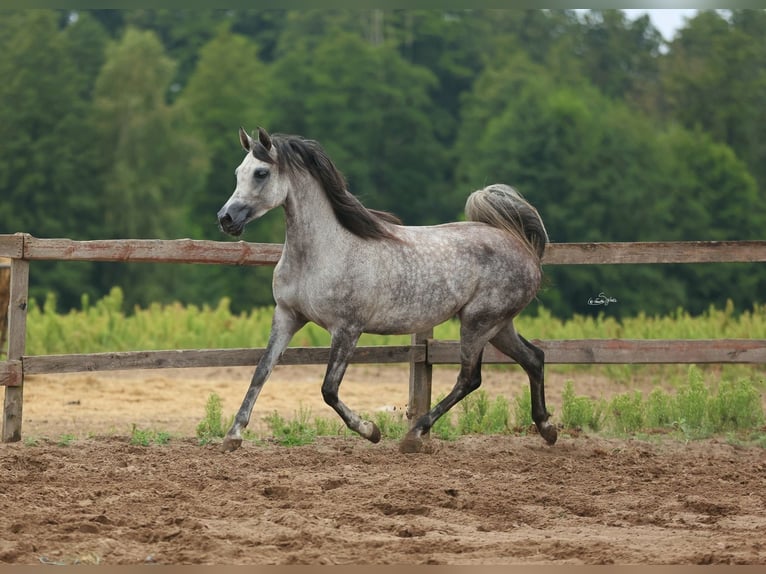 Arabian horses Mare 5 years Gray in JEZOW