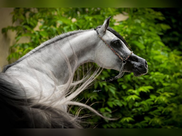Arabian horses Mare 5 years Gray in Wroclaw