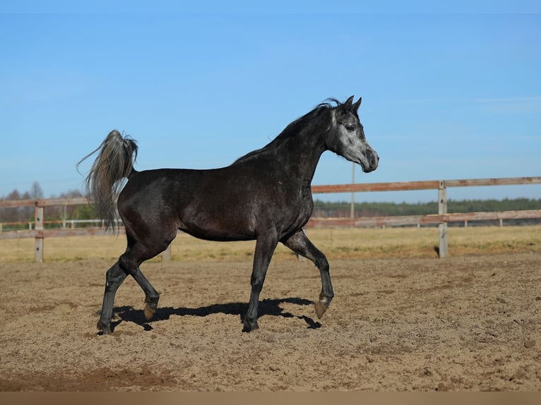 Arabian horses Mare 5 years Gray in WOLA LOKOTOWA