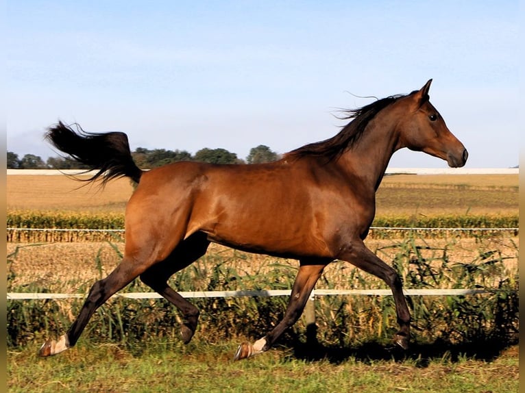 Arabian horses Mare 6 years 14,2 hh Bay-Dark in Kehl