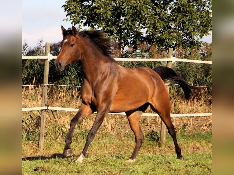 Arabian horses Mare 6 years 14,2 hh Bay-Dark in Kehl