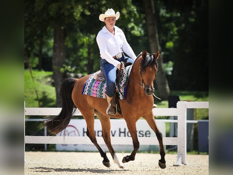 Arabian horses Mare 6 years 14.3 hh Brown in Pastetten