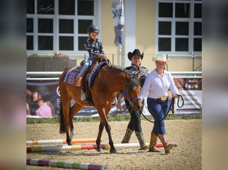 Arabian horses Mare 6 years 14.3 hh Brown in Pastetten