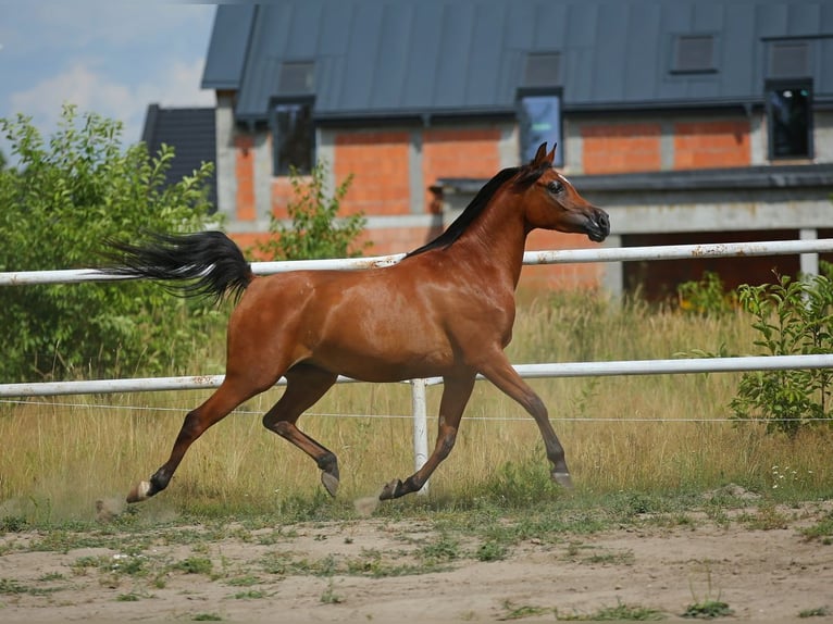 Arabian horses Mare 6 years 14,3 hh Brown in Lodz