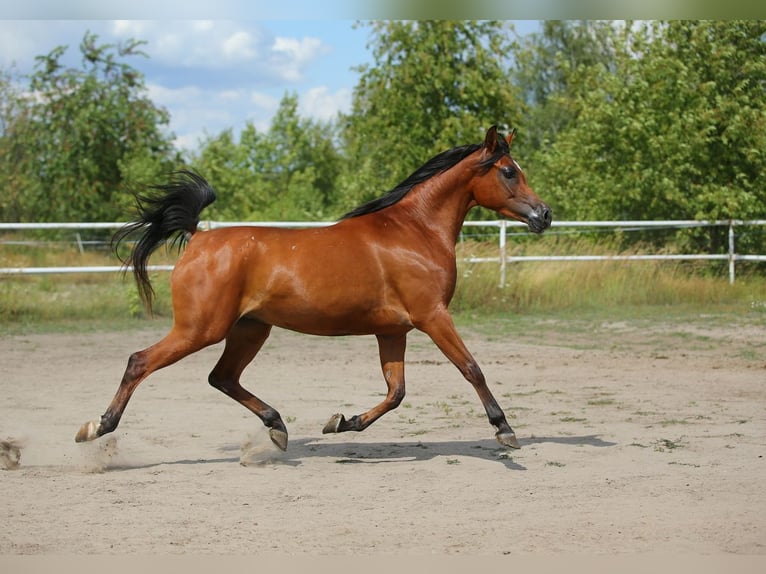 Arabian horses Mare 6 years 14,3 hh Brown in Lodz