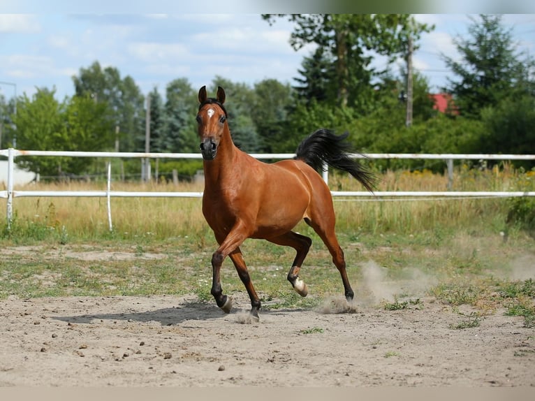 Arabian horses Mare 6 years 14,3 hh Brown in Lodz