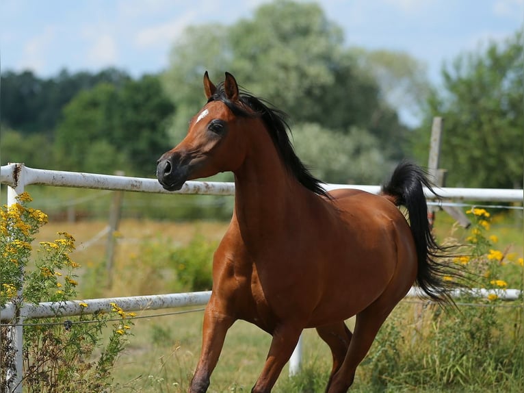 Arabian horses Mare 6 years 14,3 hh Brown in Lodz