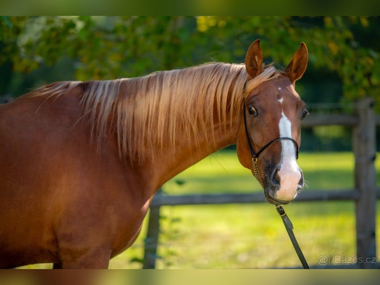 Arabian horses Mare 6 years 14,3 hh Chestnut in Zábřeh