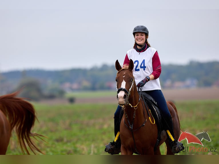 Arabian horses Mare 6 years 14,3 hh Chestnut in Zábřeh