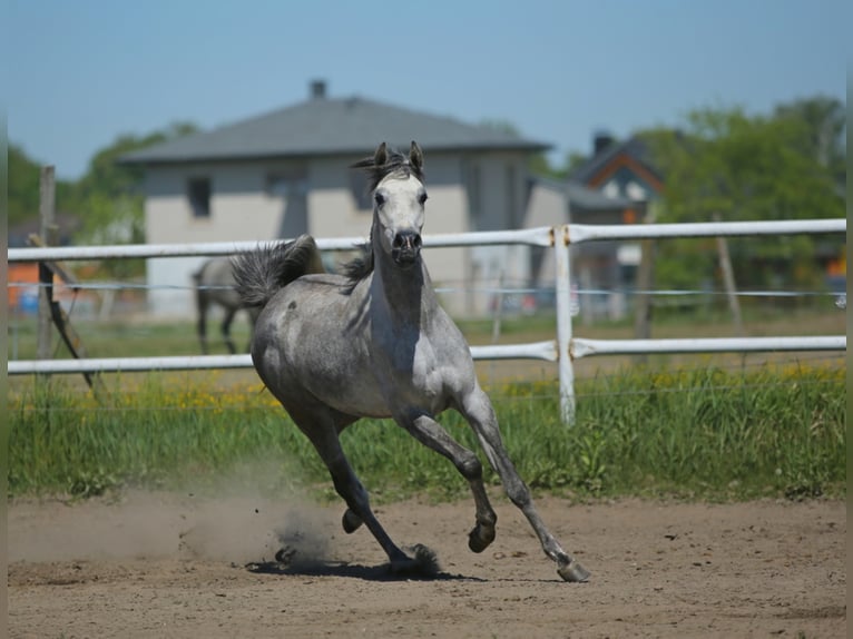 Arabian horses Mare 6 years 14,3 hh Gray in Lodz