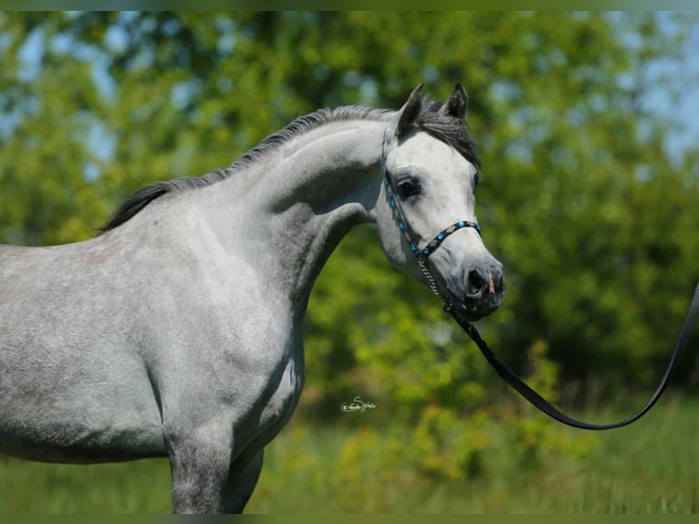 Arabian horses Mare 6 years 14,3 hh Gray in Lodz