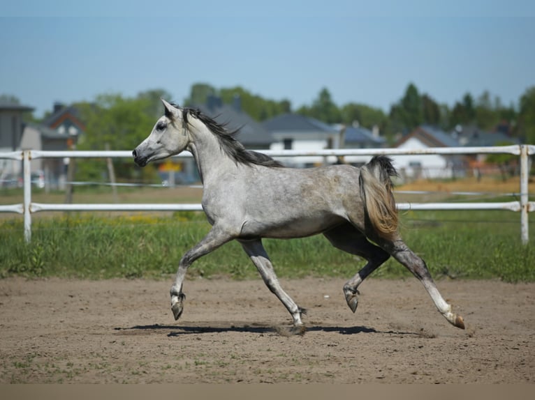 Arabian horses Mare 6 years 14,3 hh Gray in Lodz